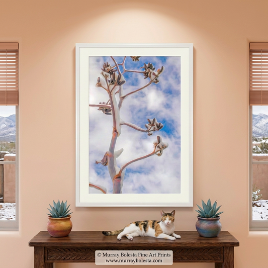 Snowy Agave in Box Canyon of the Santa Rita Mountains, southern Arizona USA, art print by Murray Bolesta