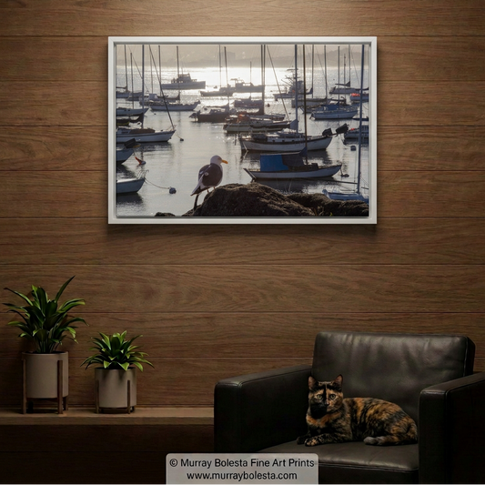 Monterey Bay room mockup with a white float frame and a small lounging tortoiseshell cat looking toward the camera. Art print by Murray Bolesta