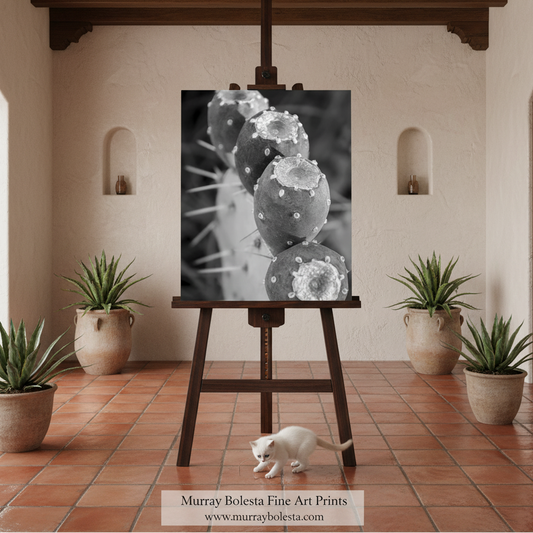 Black and white Cactus art! A black and white fine art print of cactus pads is displayed on a dark wooden easel in a styled interior setting with terracotta tile floors, potted plants, and a small white cat in the foreground. A watermark at the bottom reads 'Murray Bolesta Fine Art Prints'.
