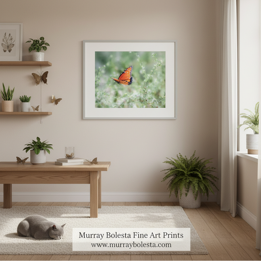 Arizona butterfly in flight by Murray Bolesta. A framed art print of an orange monarch butterfly on a soft green background, displayed on a beige wall in a styled living room with a wooden bench, plants, and a gray cat on a rug. A watermark at the bottom reads 'Murray Bolesta Fine Art Prints'.