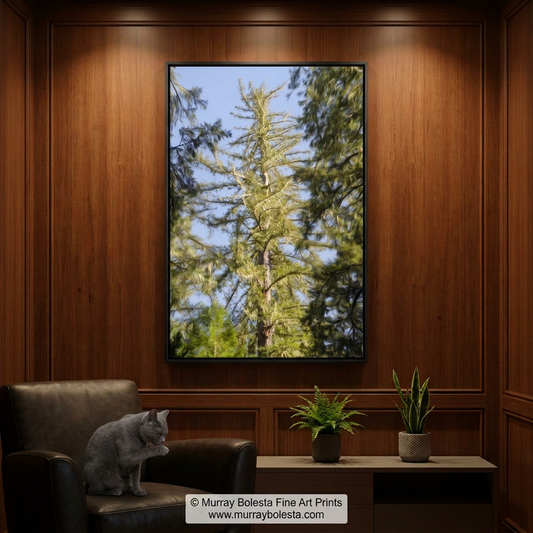Redwood Tree at Santa Cruz California, art print by Murray Bolesta