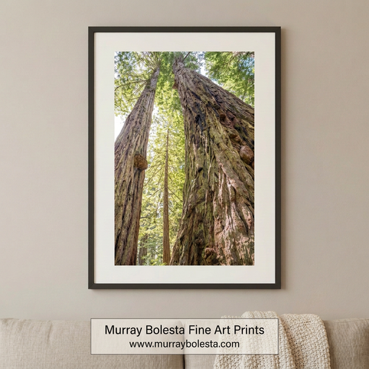 Santa Cruz California Redwoods art print by Murray Bolesta