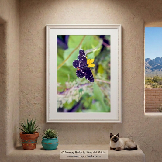 Butterfly insect art from southern Arizona by Murray Bolesta!