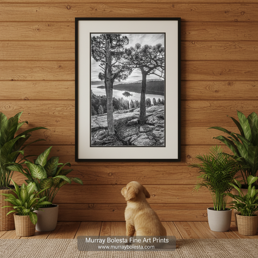 Lake Tahoe artwork! A framed black and white landscape art print of pine trees by a lake, displayed on a wooden wall above a small golden puppy sitting among potted plants. A watermark at the bottom reads 'Murray Bolesta Fine Art Prints'.