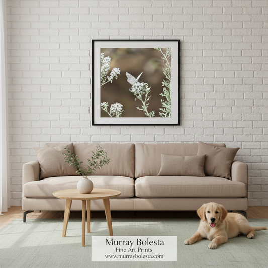 A framed fine art print by Murray Bolesta featuring a white hummingbird and white flowers against a warm brown bokeh background, displayed on a white brick wall above a beige sofa with a dog lying on the floor.