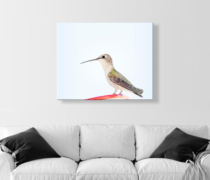 Hummingbird Art Fine Art Print as Serene Minimalist Wall Art