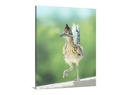 Roadrunner Bird Art Art by Murray Bolesta