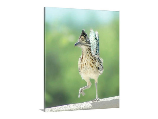 Roadrunner Bird Art Art by Murray Bolesta