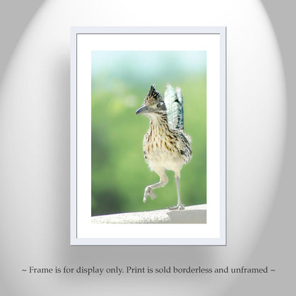 Roadrunner Bird Art Art by Murray Bolesta