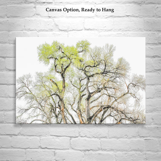 Cottonwood Tree Fine Art Print – Tucson Arizona Nature Wall Decor