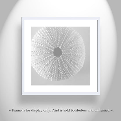 Sea Urchin Wall Art in White on White For Bathroom or Home