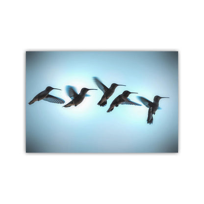 Bird Wall Decor with Hummingbird in Flight | Flying Bird Art Photography Print