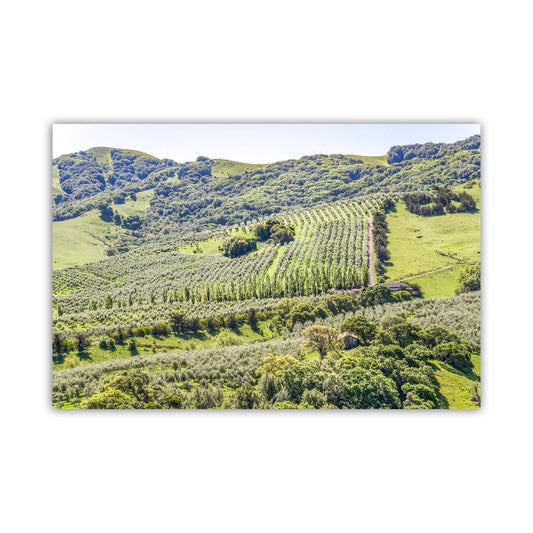 Napa Valley Vineyard Print – Rustic California Wine Country Decor