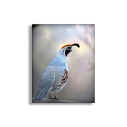 Gambels Quail Bird Art Wall Art Print as Wildlife Art