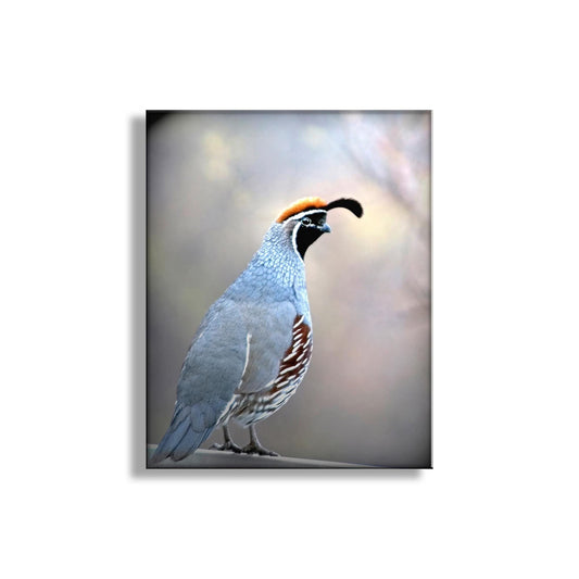 Gambels Quail Bird Art Wall Art Print as Wildlife Art