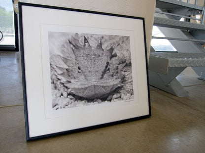 Horned Lizard Art Print in Black and White
