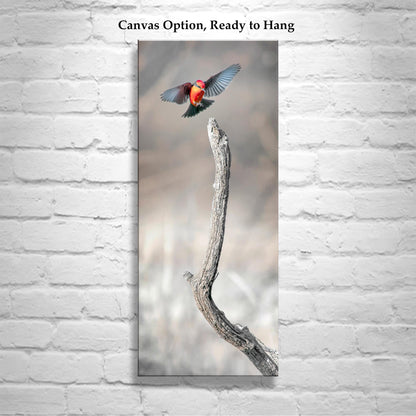 Vermilion Flycatcher Bird Fine Art Print | Arivaca Bird in Flight