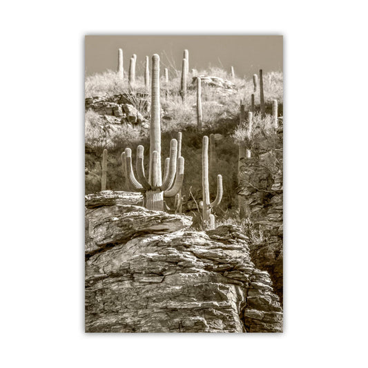 Tucson Catalina Mountains and Saguaro Cactus Wall Decor in Sepia