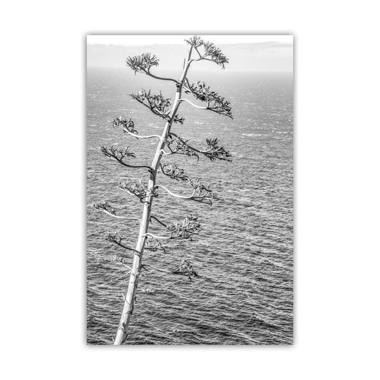 Big Sur Agave Black and White Big Sur Photograph on California Coast