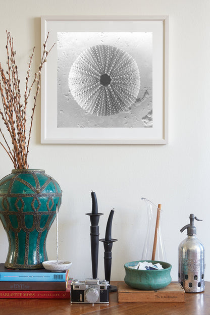 Seashell Sea Urchin Square Art Print | Black and White Wall Decor