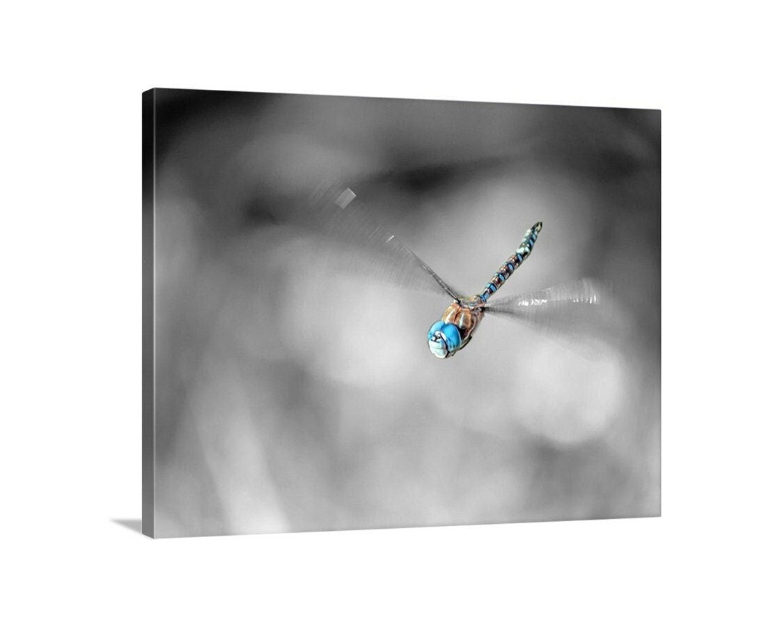 Flying Dragonfly Print | Black and White Insect Fine Art