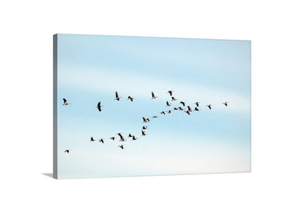 Flying Sandhill Cranes – Southern Arizona Wildlife Fine Art Print