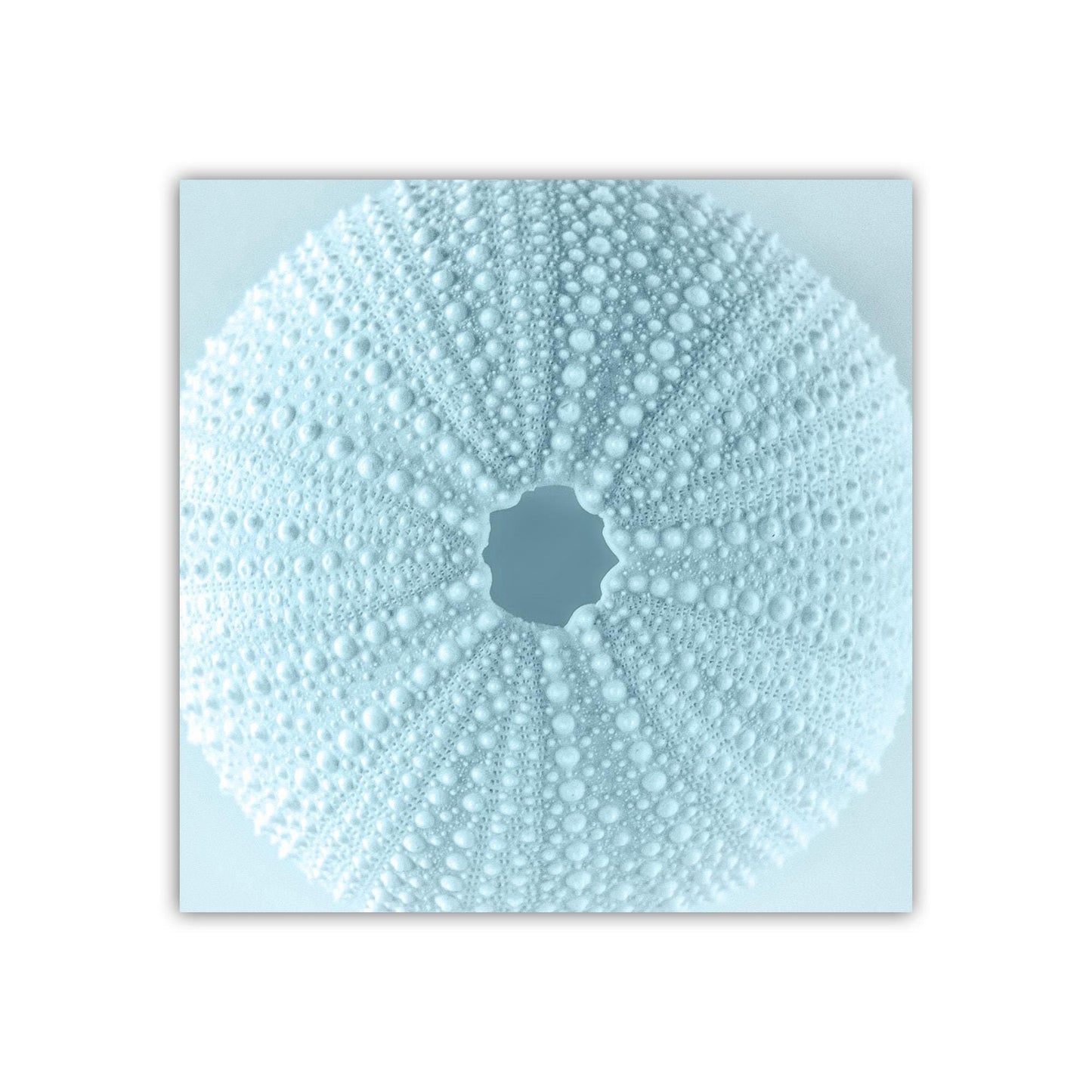 Sea Urchin Seashell in Pastel Blue as Bath Decor Gift Art
