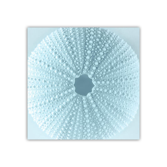 Sea Urchin Seashell in Pastel Blue as Bath Decor Gift Art