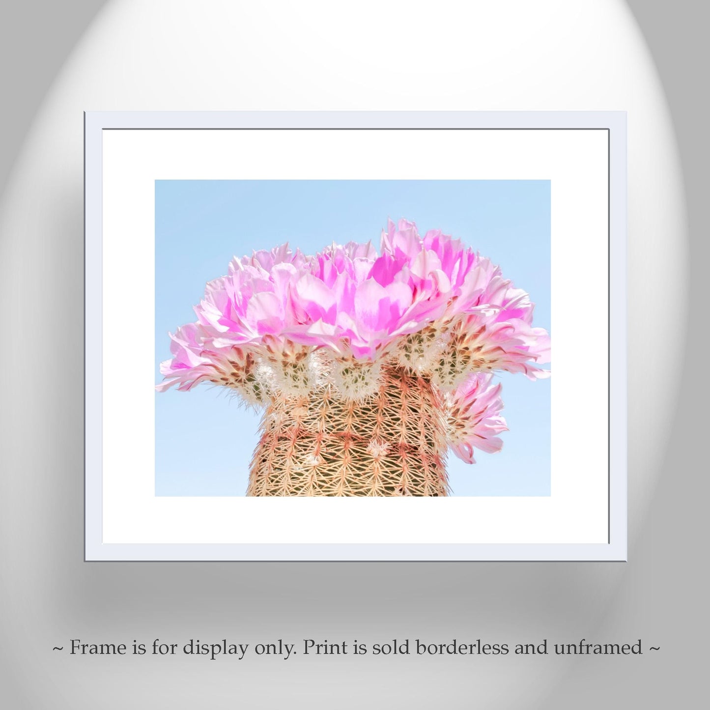 Southwest Cactus Blossom Art – Pink and Magenta Wall Decor Print