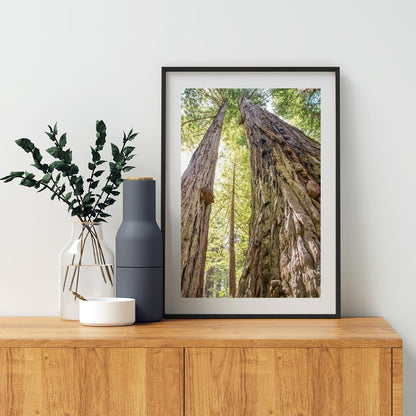Big Basin Santa Cruz Redwood Forest Art – Vertical Tree Photo