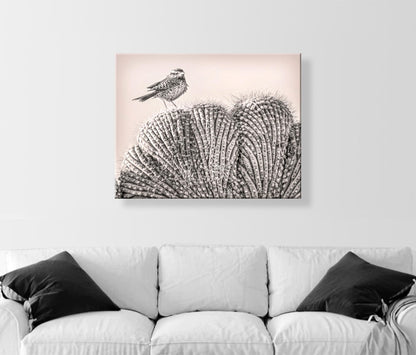 Cactus Wren Bird Art Print on Crested Cactus in Tucson Arizona Desert
