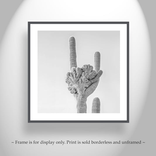 Crested Saguaro Cactus Black and White Art Print in Arizona Desert