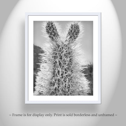 Tucson Arizona Cholla Cactus Art – Fine Art Southwestern Desert Art