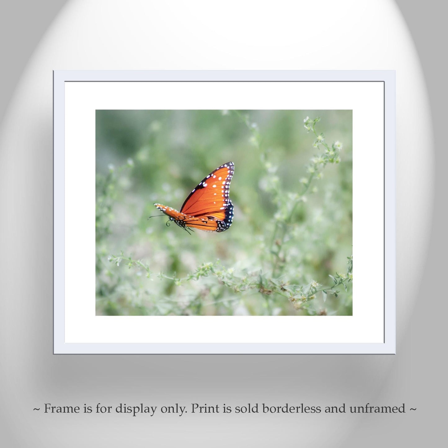 Queen Butterfly in Flight – Arizona Insect Nature Wall Art