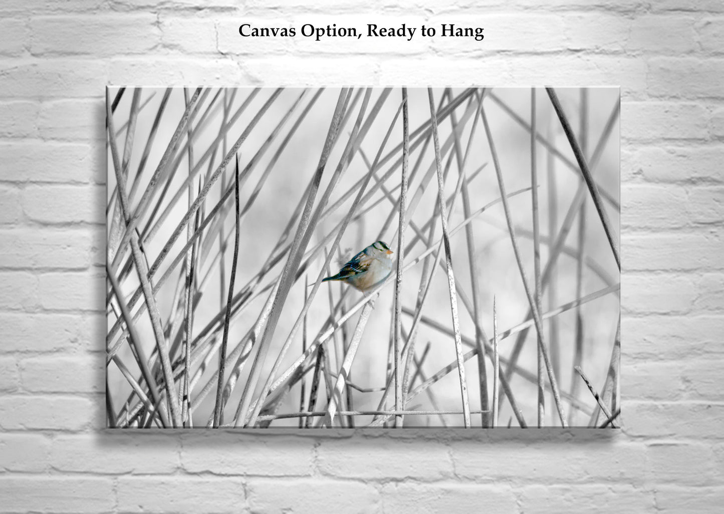 Sparrow Bird Art Print with Wetlands Reeds – Arivaca Cienega Arizona