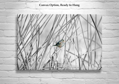 Sparrow Bird Art Print with Wetlands Reeds – Arivaca Cienega Arizona