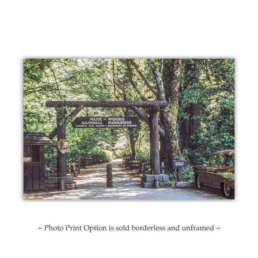 Muir Woods Vintage Photo Print in Northern California Redwoods