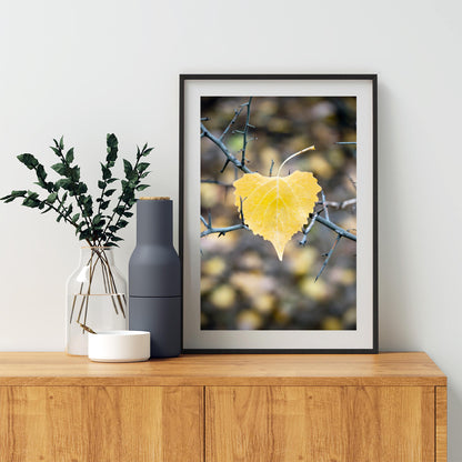 Autumn Cottonwood Leaf Wall Art | Arivaca Creek Arizona Abstract Nature