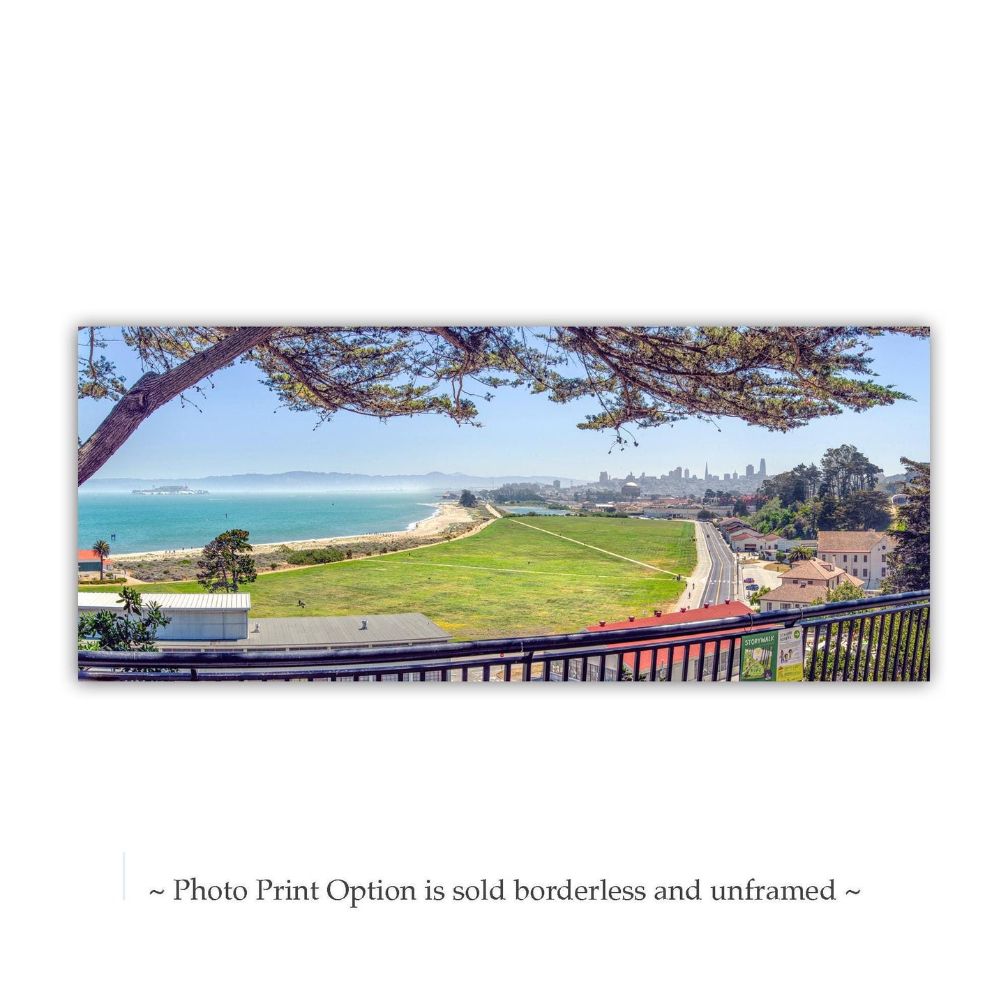 Crissy Field Panoramic Wall Art Print with Monterey Cypress Tree