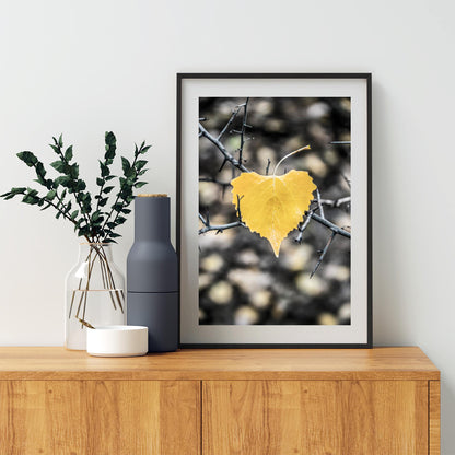 Autumn Cottonwood Leaf Art Print | Arivaca Arizona Fall Nature Photo