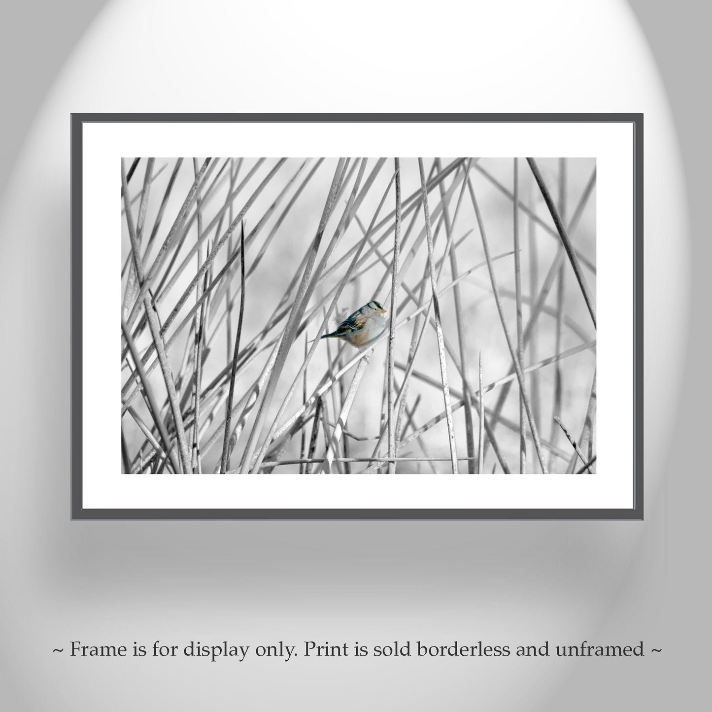 Sparrow Bird Art Print with Wetlands Reeds – Arivaca Cienega Arizona
