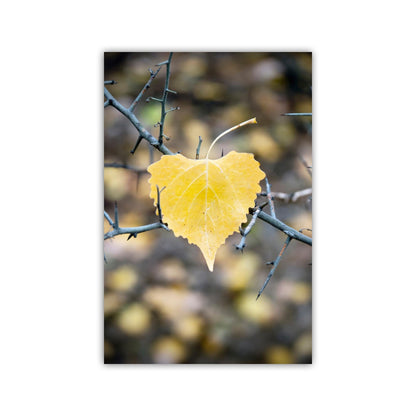 Autumn Cottonwood Leaf Wall Art | Arivaca Creek Arizona Abstract Nature