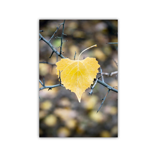 Autumn Cottonwood Leaf Wall Art | Arivaca Creek Arizona Abstract Nature