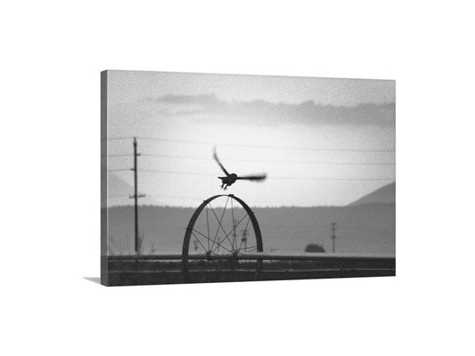 Owl Wall Art in Black and White on Farm Landscape | Avian Wall Decor