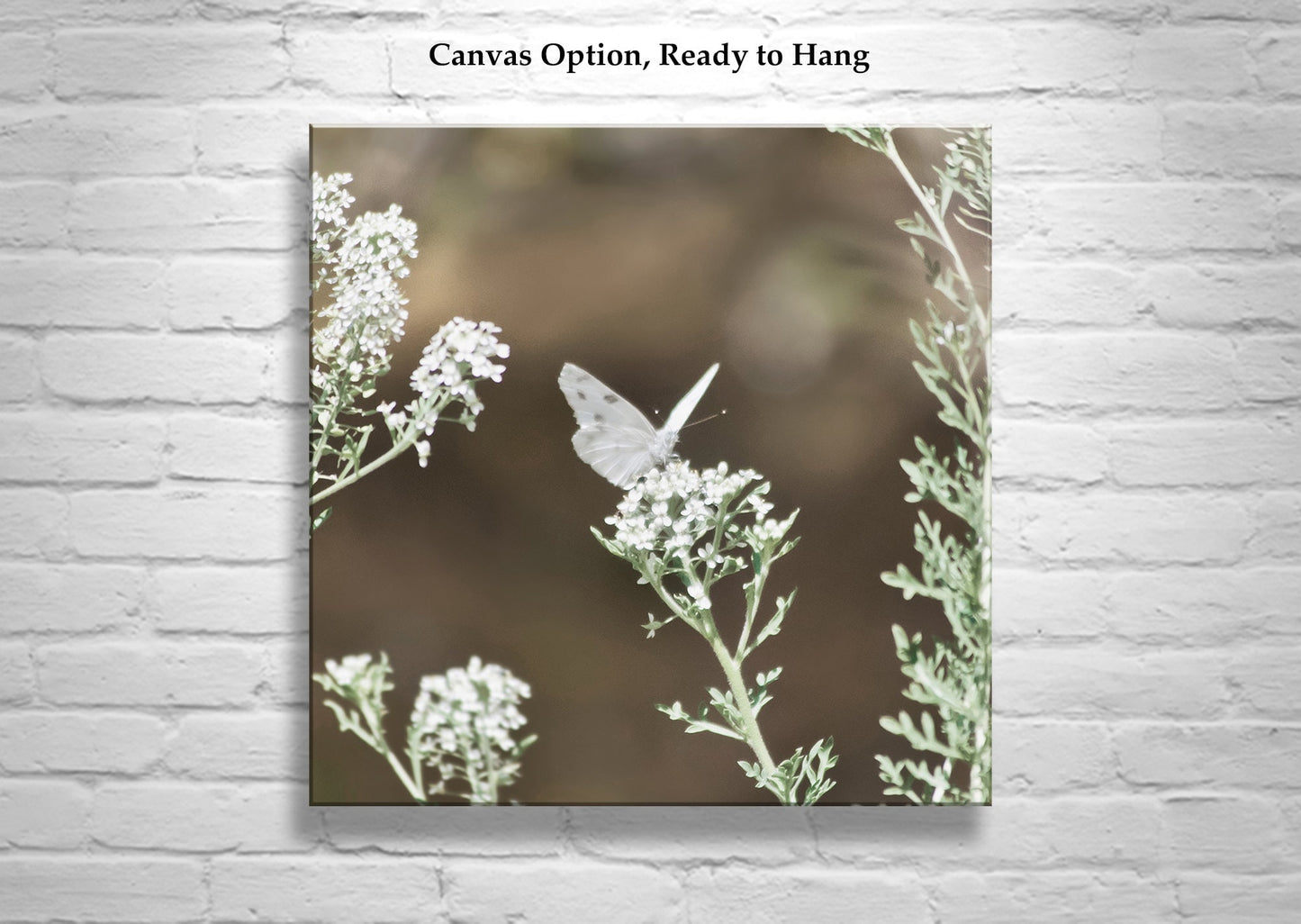 White Butterfly Photo – Peaceful Arizona Nature Wall Art