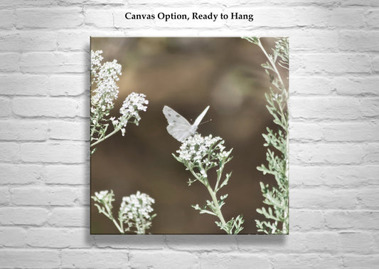 White Butterfly Photo – Peaceful Arizona Nature Wall Art