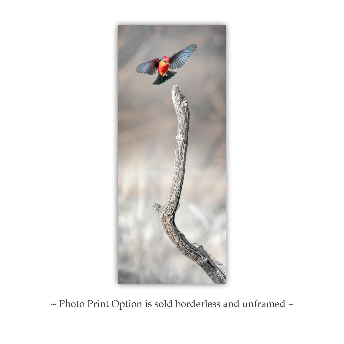 Vermilion Flycatcher Bird Fine Art Print | Arivaca Bird in Flight