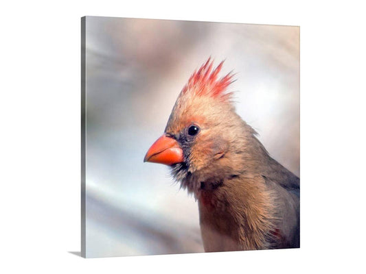 Red Cardinal Bird Art Print | Female Cardinal Bird | Madera Canyon AZ