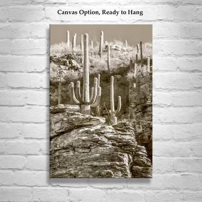 Tucson Catalina Mountains and Saguaro Cactus Wall Decor in Sepia