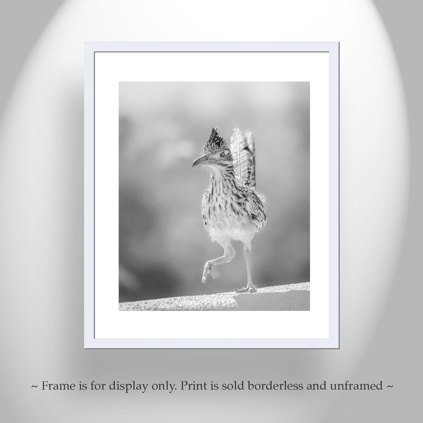 Desert Roadrunner Bird Art – Black and White Arizona Wildlife Print